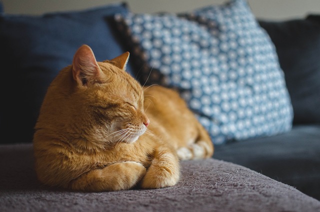 Mon chat fait pipi partout… que faire ?