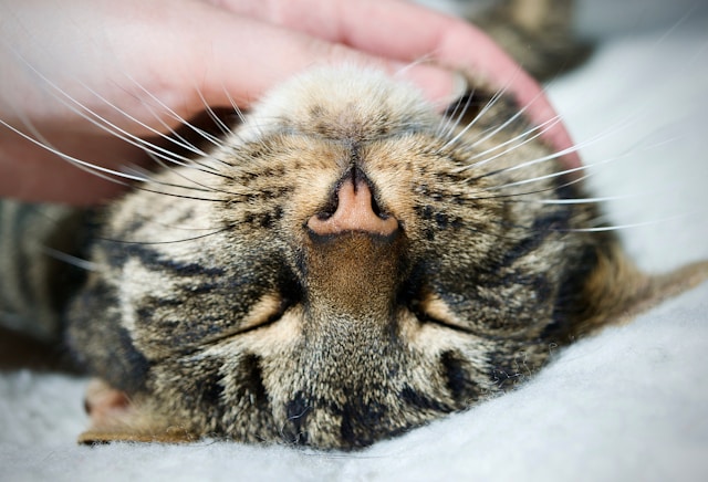 Quel genre de musique rend les chats heureux ?