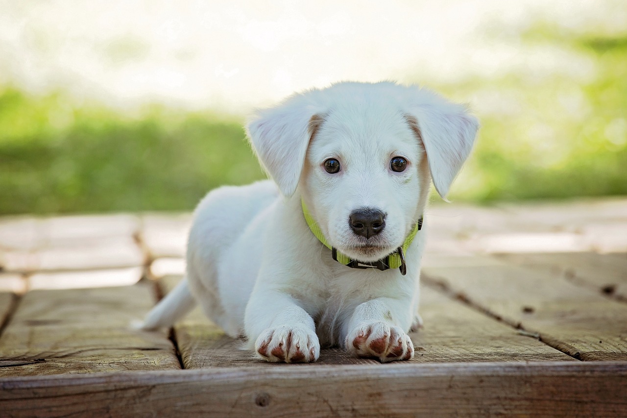 Apprendre à son chien à rester seul