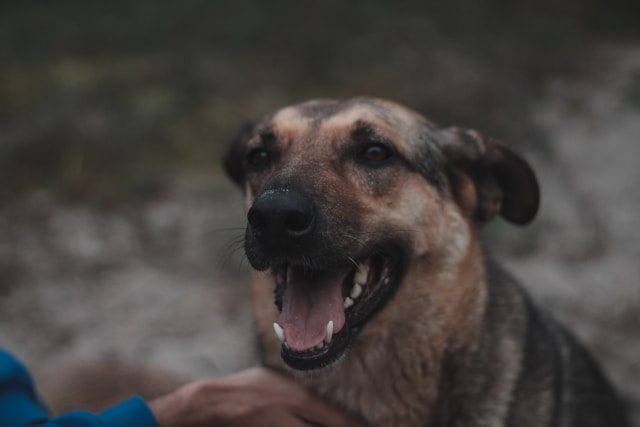 10 signes qui prouvent que votre chien est heureux