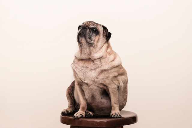 Combien doit peser mon chien ?