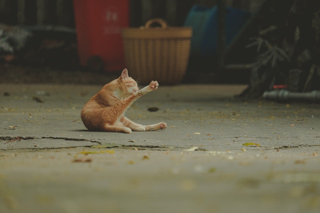 Pourquoi mon chat n’utilise pas sa litière ?