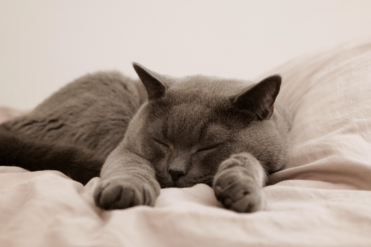 Quelle litière pour mon chat lorsque je voyage ?
