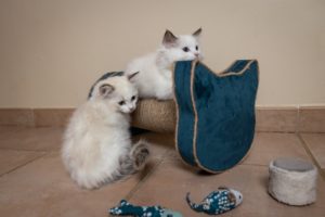 griffoir horizontal pour chat et chatons