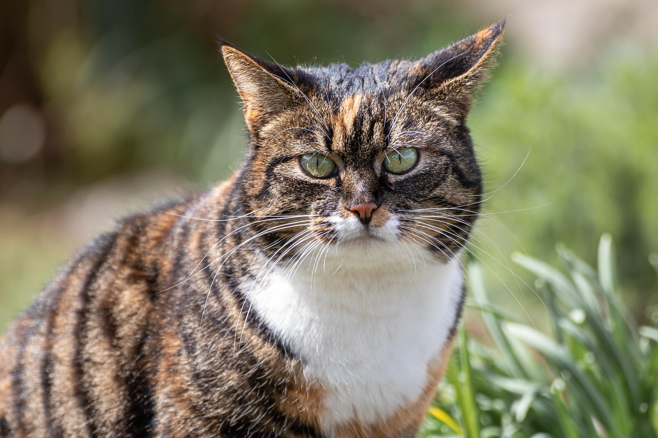 Comment choisir la meilleure litière pour chat ?